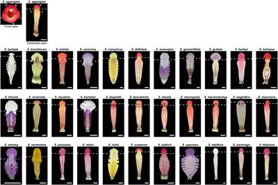 <mark class="highlighted">Nectar</mark> Guide Patterns on Developmentally Homologous Regions of the Subtribe Ligeriinae (Gesneriaceae)